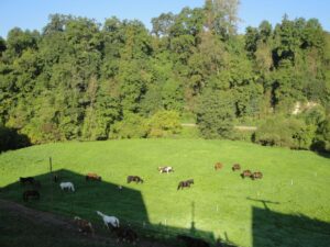 09 Weide im Stunzachtal