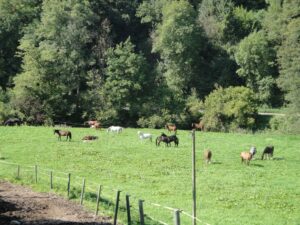 10 Weide im Stunzachtal